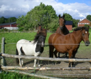 Hästar i hagen på väg till sjön