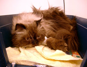 Krasslig Theodor hos veterinären