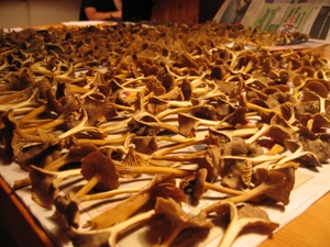 svampar i massor på tork