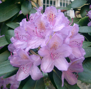 Rhododendron