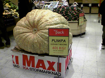 groteskt stor pumpa